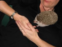 [Photo of Huff the Hedgepig]