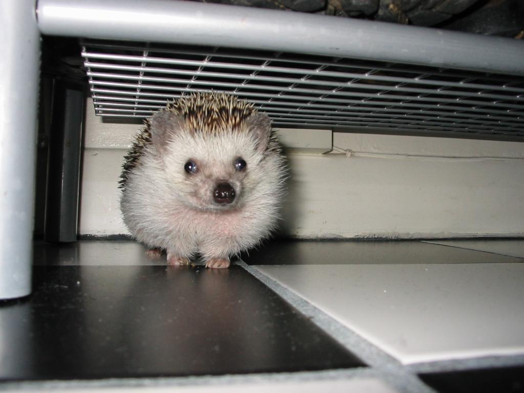 [Photo of Huff the Hedgepig]