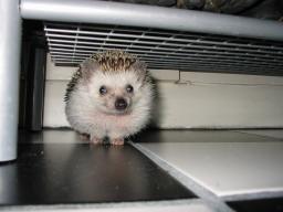 [Photo of Huff the Hedgepig]