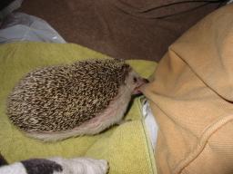 [Photo of Huff the Hedgepig]