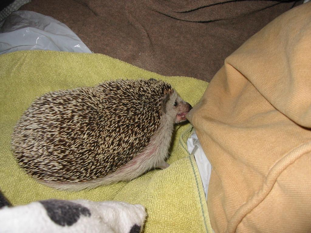 [Photo of Huff the Hedgepig]