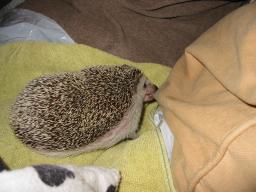 [Photo of Huff the Hedgepig]