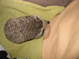 [Photo of Huff the Hedgepig]
