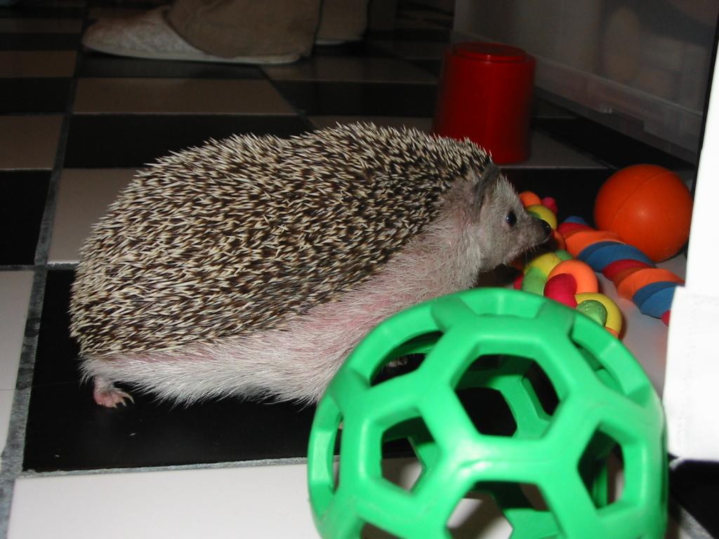 [Photo of Huff the Hedgepig]