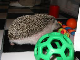 [Photo of Huff the Hedgepig]