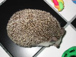 [Photo of Huff the Hedgepig]