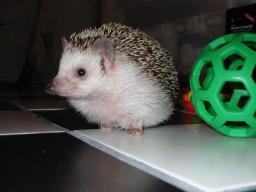 [Photo of Huff the Hedgepig]