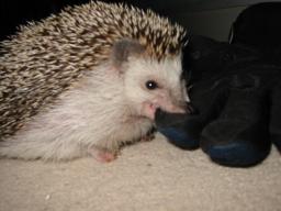 [Photo of Huff the Hedgepig]