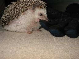 [Photo of Huff the Hedgepig]
