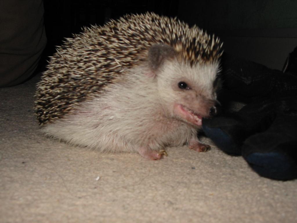 [Photo of Huff the Hedgepig]