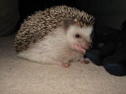 [Photo of Huff the Hedgepig]