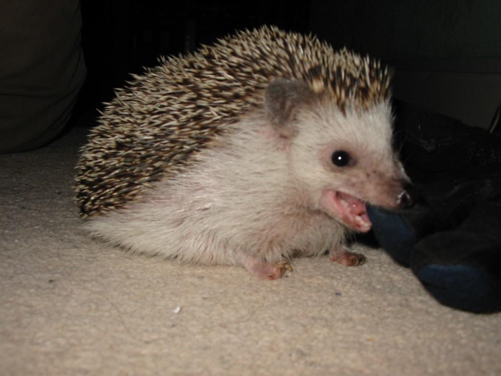 [Photo of Huff the Hedgepig]