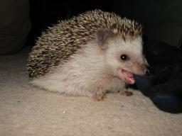 [Photo of Huff the Hedgepig]
