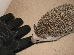 [Photo of Huff the Hedgepig]