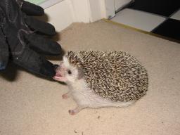 [Photo of Huff the Hedgepig]