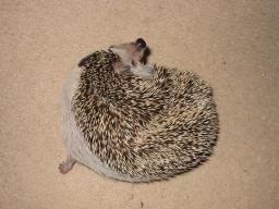 [Photo of Huff the Hedgepig]