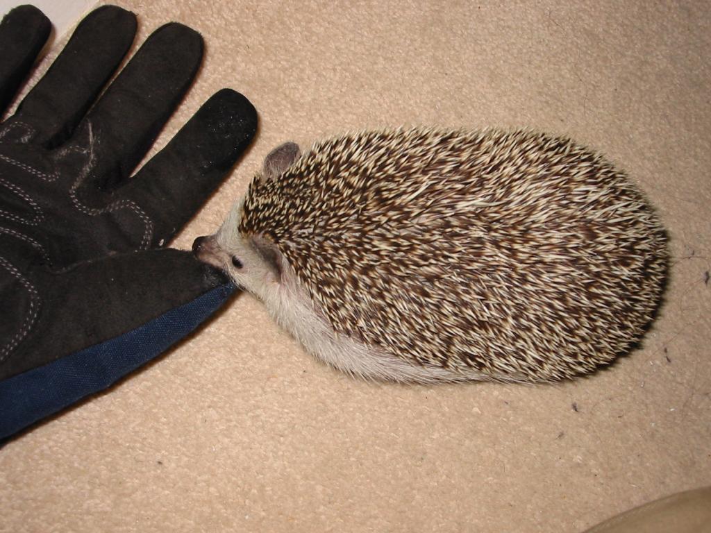 [Photo of Huff the Hedgepig]
