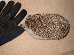 [Photo of Huff the Hedgepig]