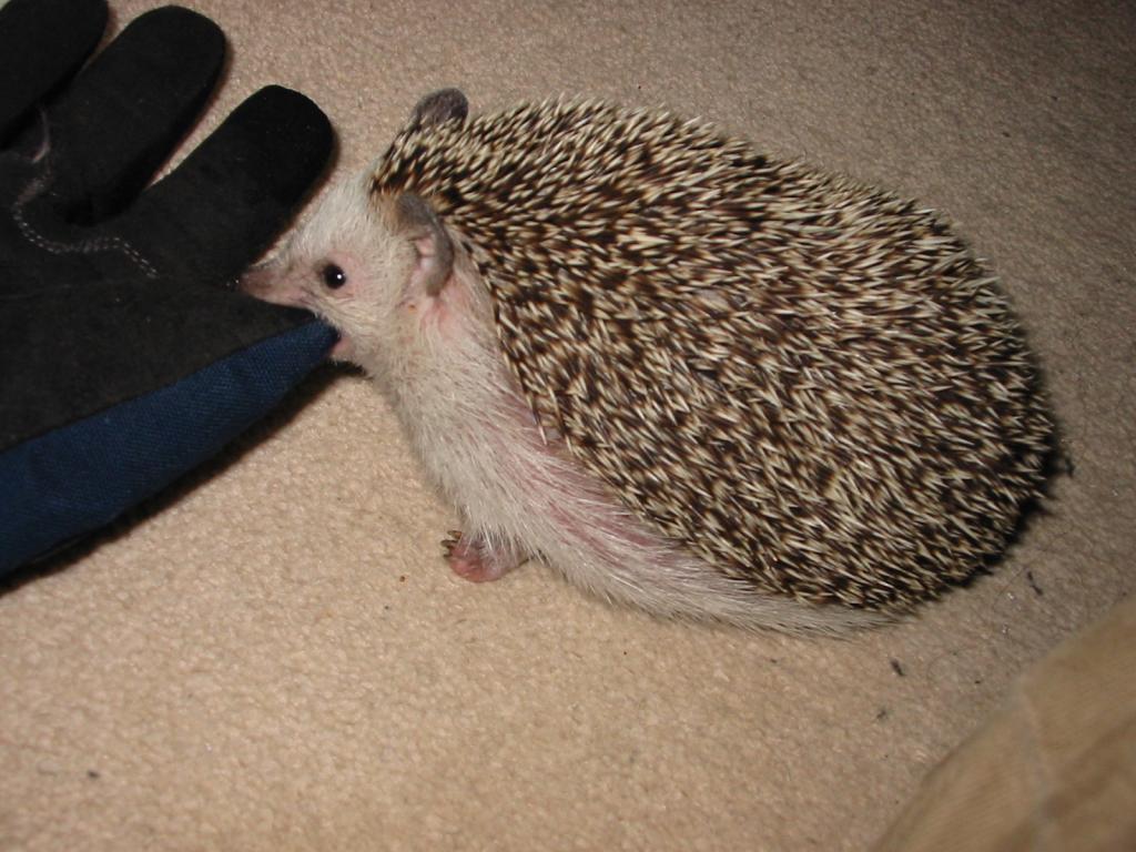 [Photo of Huff the Hedgepig]
