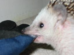 [Photo of Huff the Hedgepig]