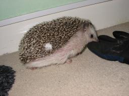 [Photo of Huff the Hedgepig]