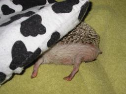 [Photo of Huff the Hedgepig]
