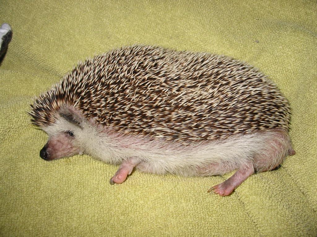 [Photo of Huff the Hedgepig]
