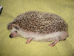 [Photo of Huff the Hedgepig]