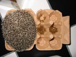 [Photo of Huff the Hedgepig]