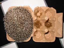 [Photo of Huff the Hedgepig]