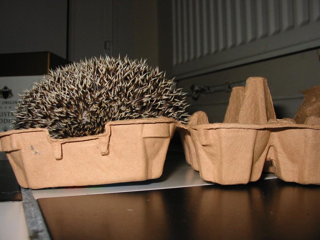 [Photo of Huff the Hedgepig]