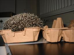 [Photo of Huff the Hedgepig]