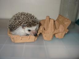 [Photo of Huff the Hedgepig]
