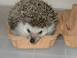 [Photo of Huff the Hedgepig]