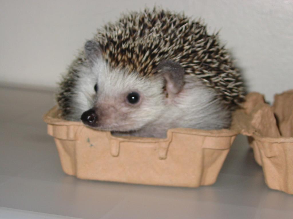 [Photo of Huff the Hedgepig]