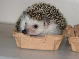 [Photo of Huff the Hedgepig]
