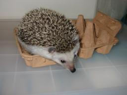 [Photo of Huff the Hedgepig]