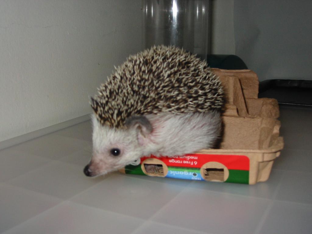 [Photo of Huff the Hedgepig]