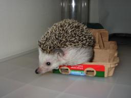 [Photo of Huff the Hedgepig]
