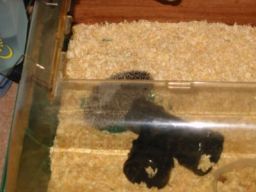 [Photo of Huff the Hedgepig]