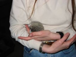 [Photo of Huff the Hedgepig]