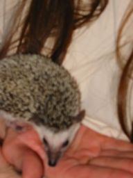 [Photo of Huff the Hedgepig]