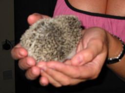 [Photo of Huff the Hedgepig]