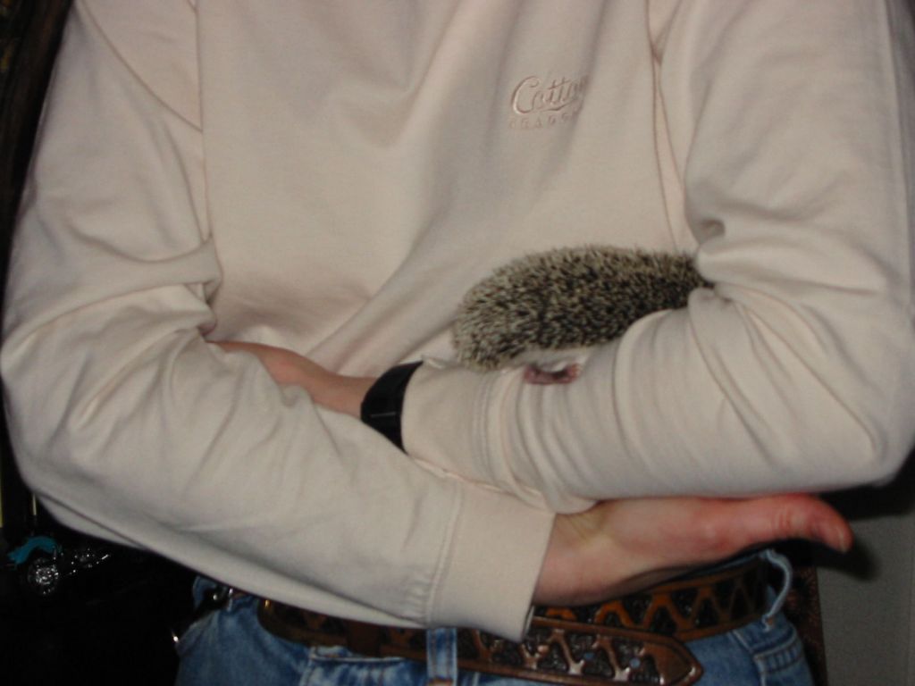 [Photo of Huff the Hedgepig]