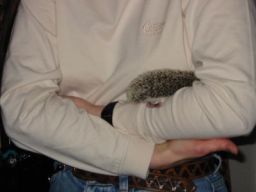 [Photo of Huff the Hedgepig]