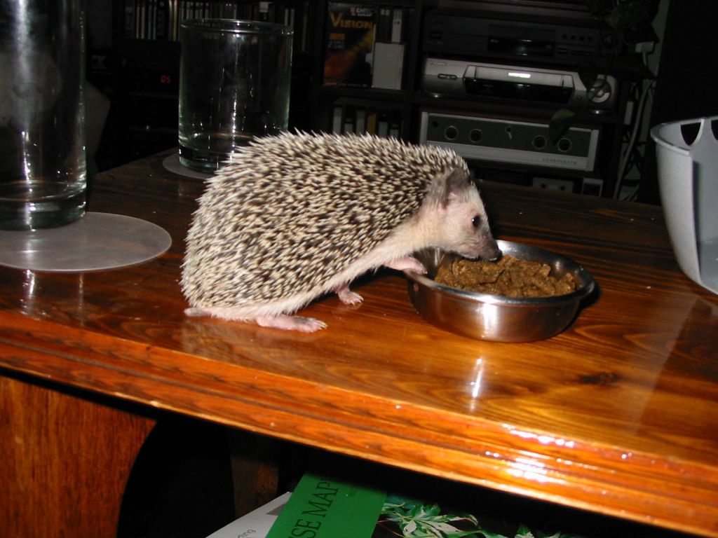 [Photo of Huff the Hedgepig]