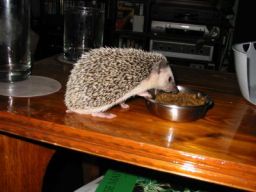 [Photo of Huff the Hedgepig]