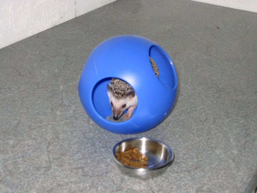[Photo of Huff the Hedgepig]