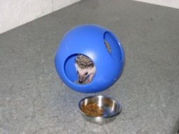 [Photo of Huff the Hedgepig]
