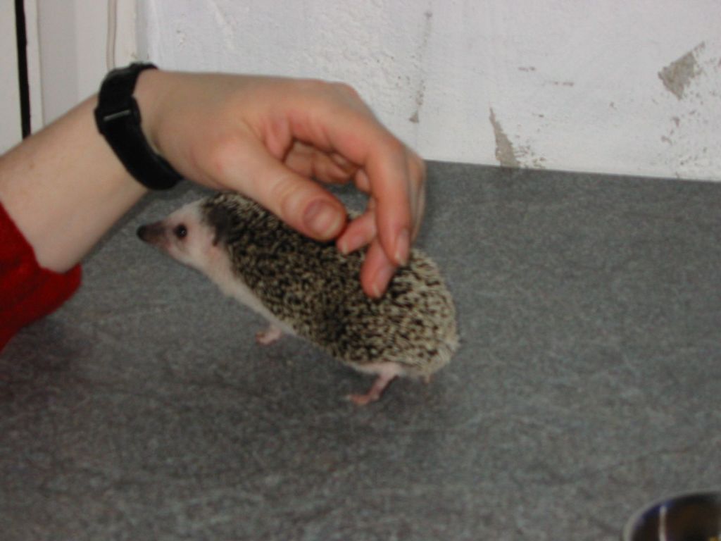 [Photo of Huff the Hedgepig]